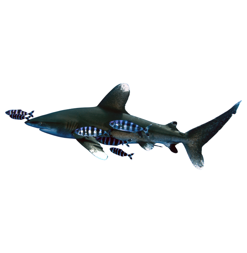 Whitetip Shark Pocket - Imagem 2