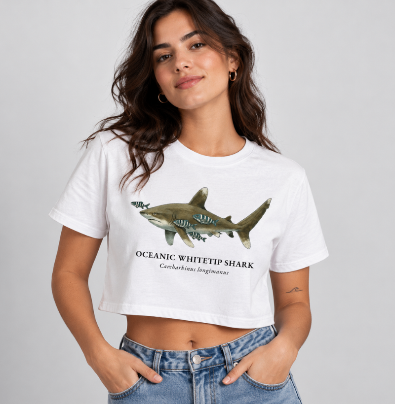 Oceanic Whitetip Shark - Imagem 3