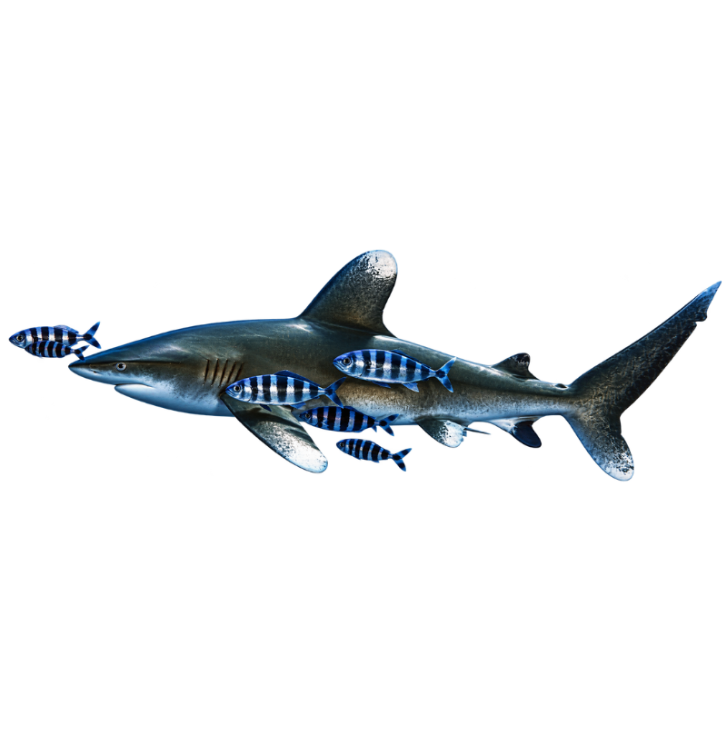 Whitetip Shark Pocket - Imagem 2