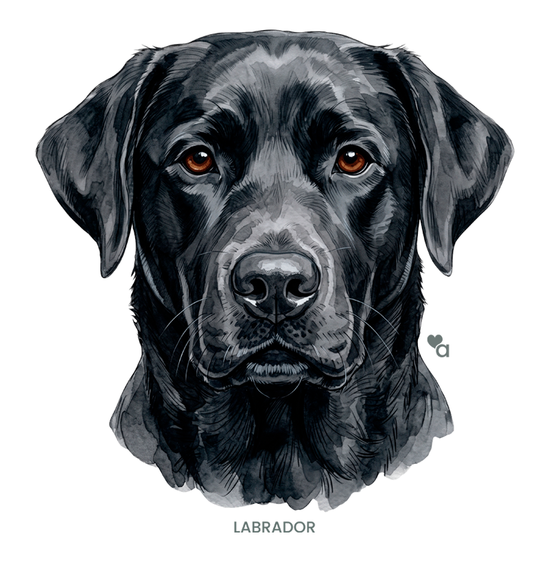 Cães - Labrador preto - Regata - Imagem 2