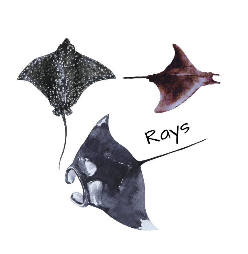 Rays - Imagem 2