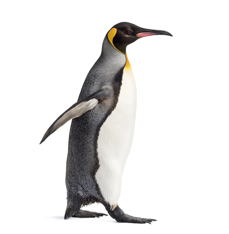 Penguin Pocket - Imagem 2