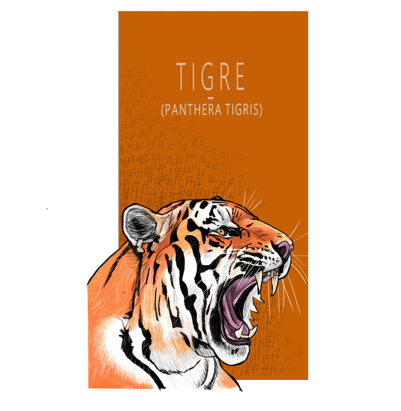 Camiseta Tigre - Imagem 3