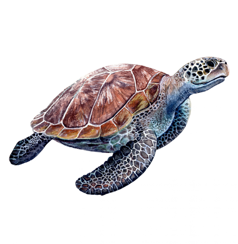 Turtle Pocket - Imagem 2