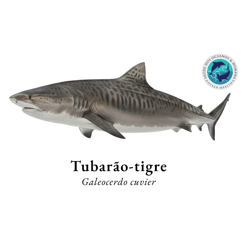 Tubarão-tigre - Imagem 2