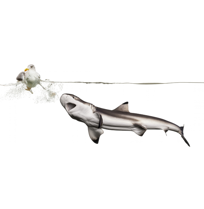 Shark Hunt - Imagem 2