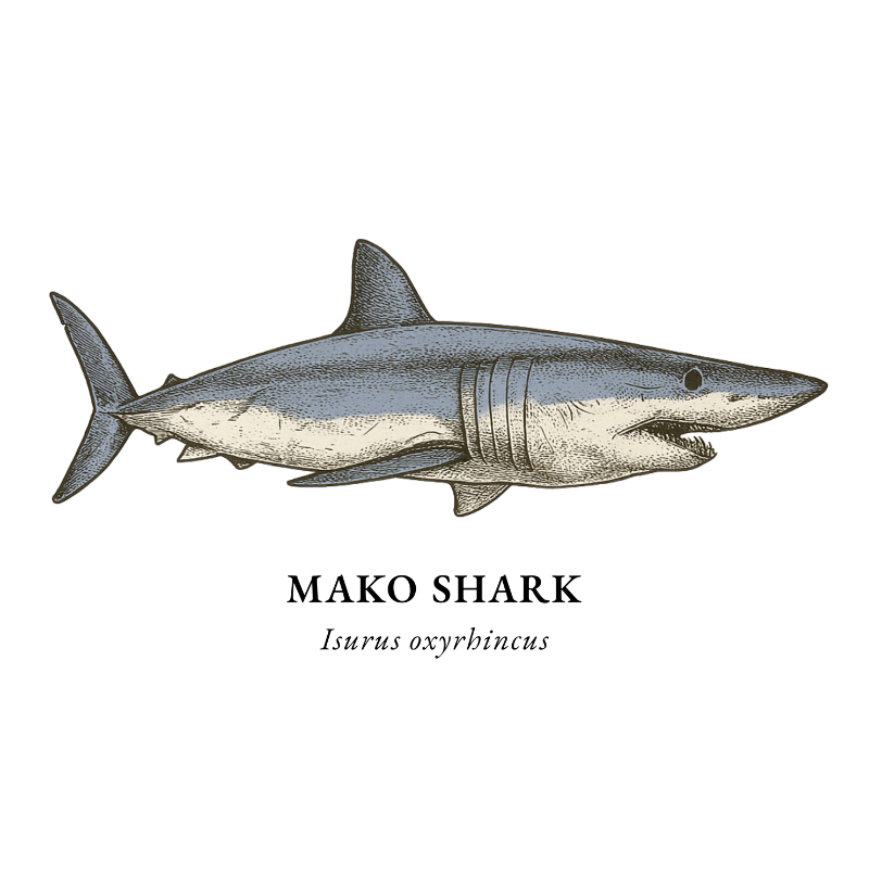 Mako Shark - Imagem 2