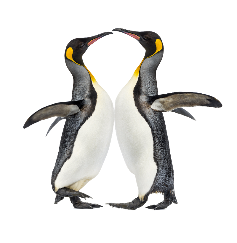 Pinguim  - Imagem 2