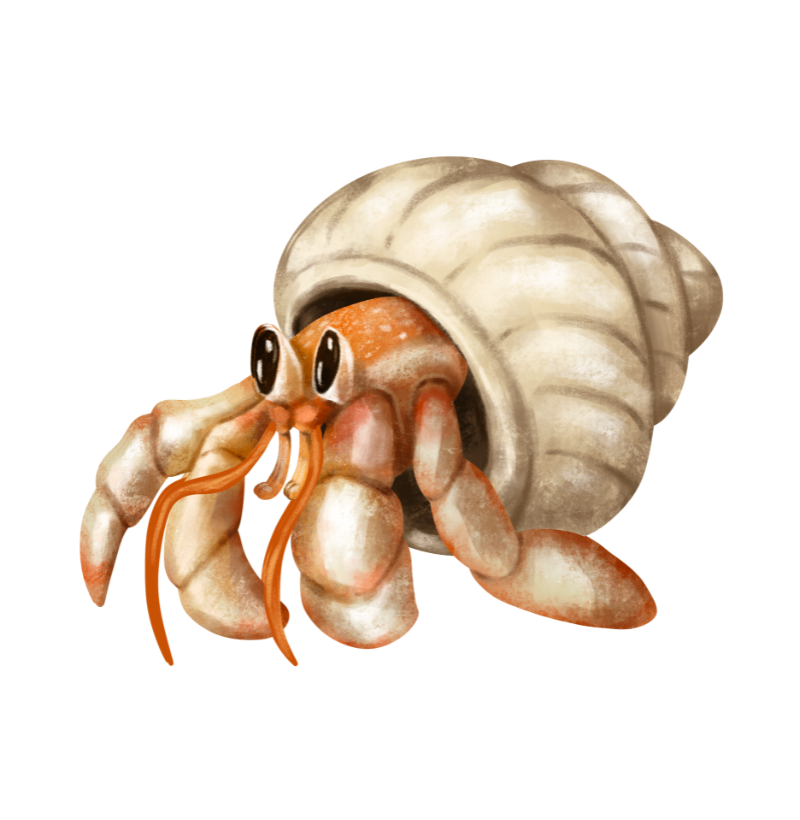 Hermit crab - Imagem 2