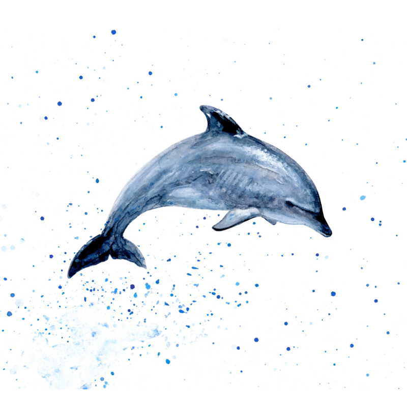 Dolphin - Imagem 2