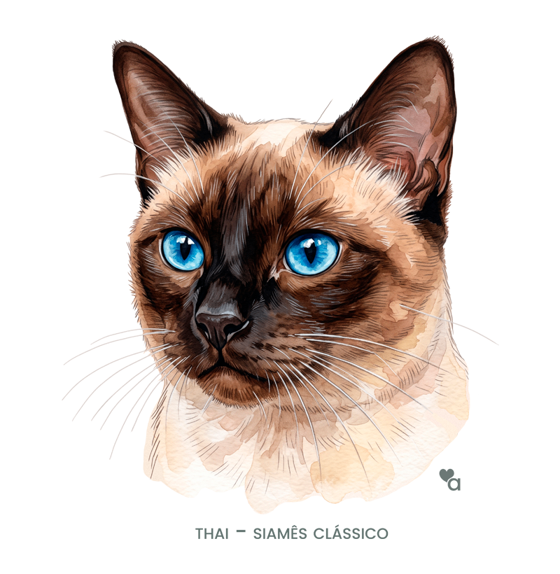 Gatos - Thai - Infantil - Imagem 2