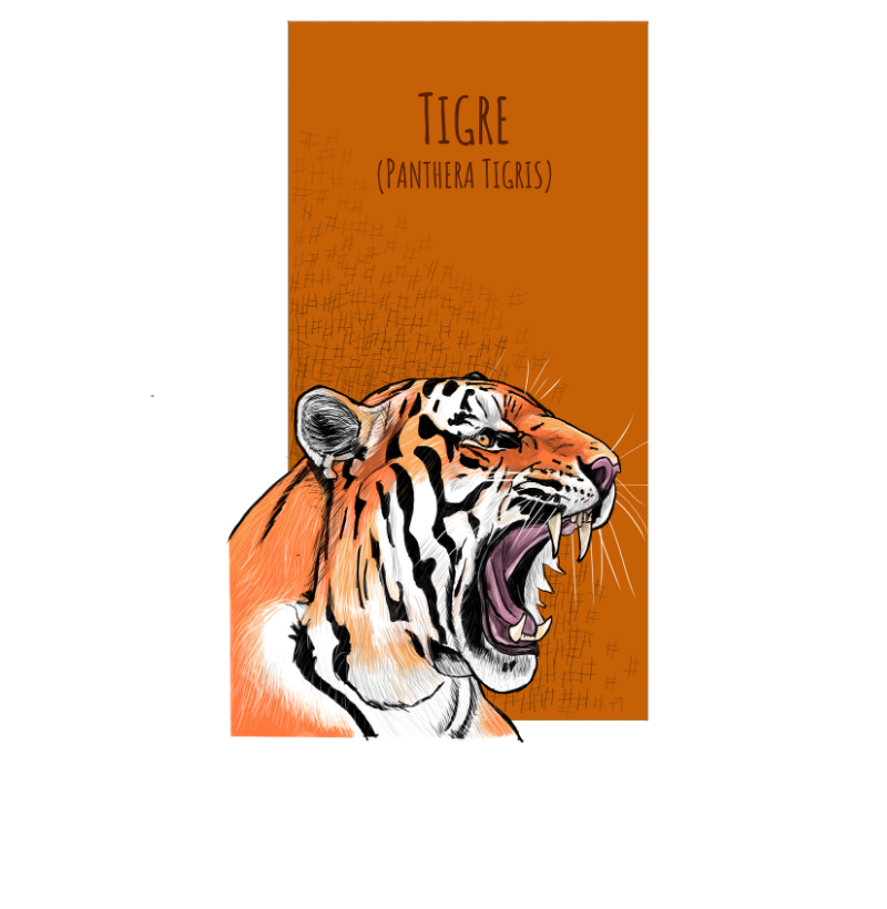 Camiseta Tigre - Imagem 3