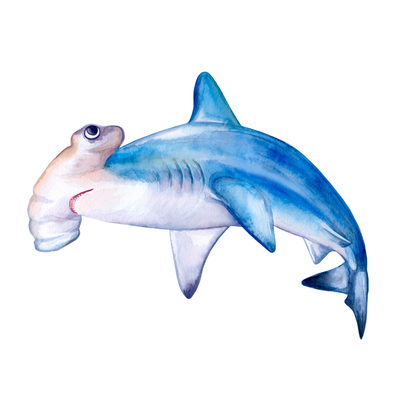 Hammerhead Shark - Imagem 2