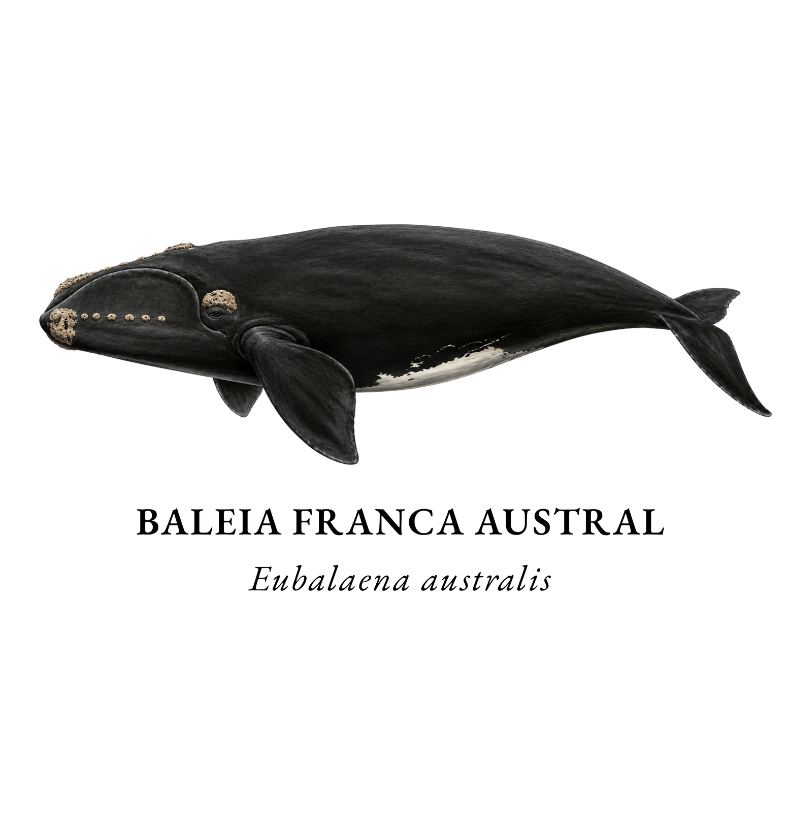 Baleia Franca Austral - Imagem 2