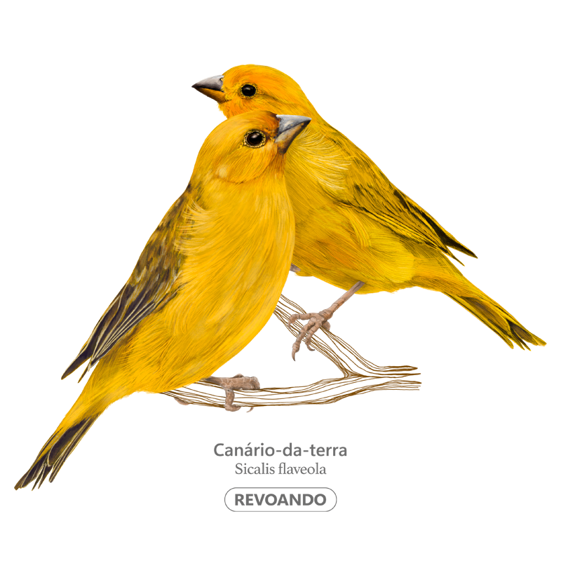 Inky Aves - Canário-da-terra II - Imagem 2