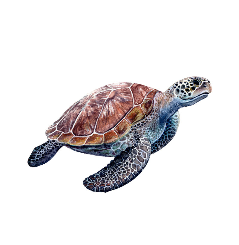 Turtle Pocket - Imagem 2