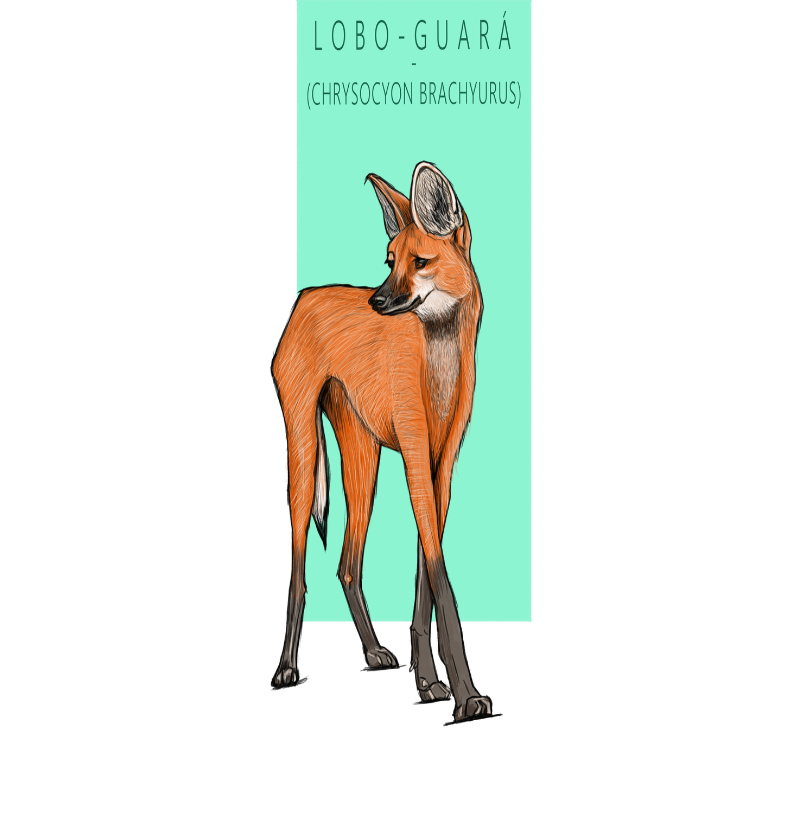 Camiseta Lobo-guará - Imagem 3
