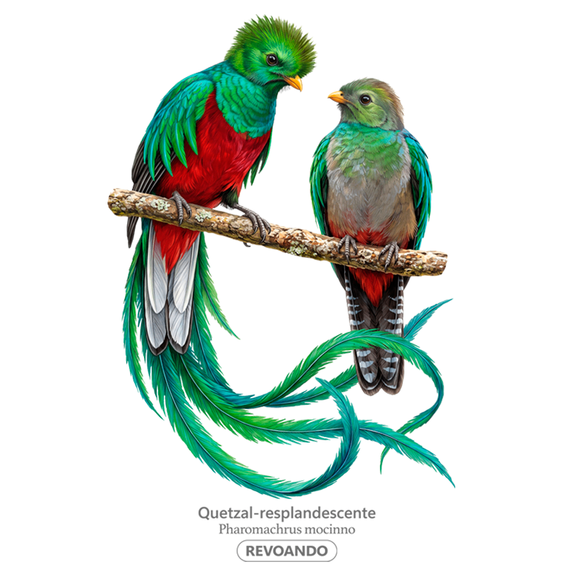 Traços Alados - Quetzal-resplandescente - Imagem 2