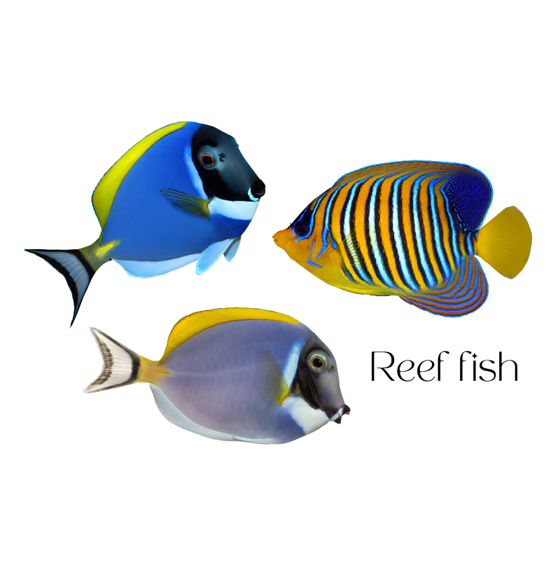 Reef Fish - Imagem 2