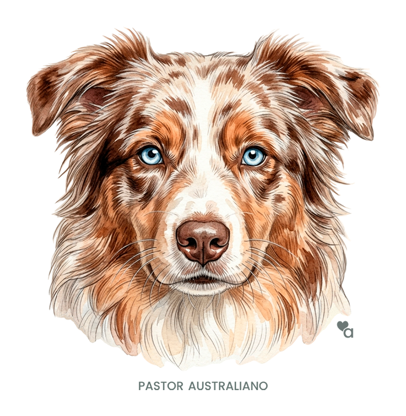 Cães - Pastor Australiano (Red Merle) - Body Infantil - Imagem 2