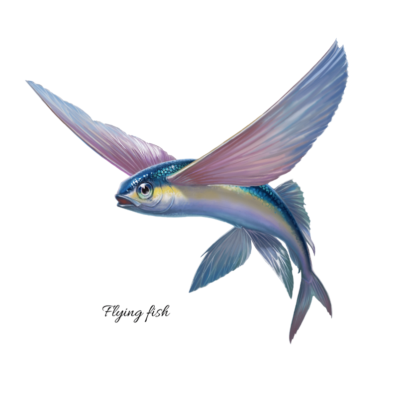 Flying Fish - Imagem 2