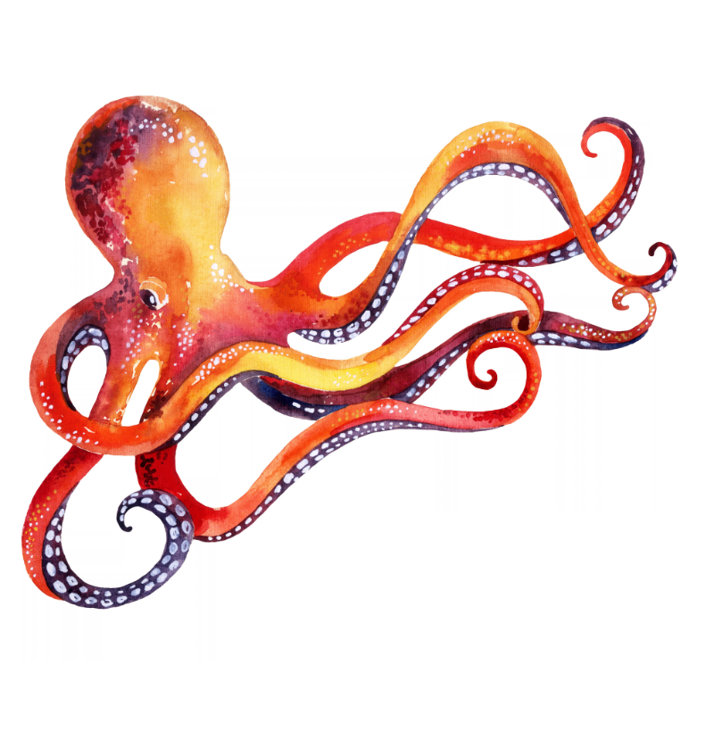 Octopus Pocket - Imagem 2