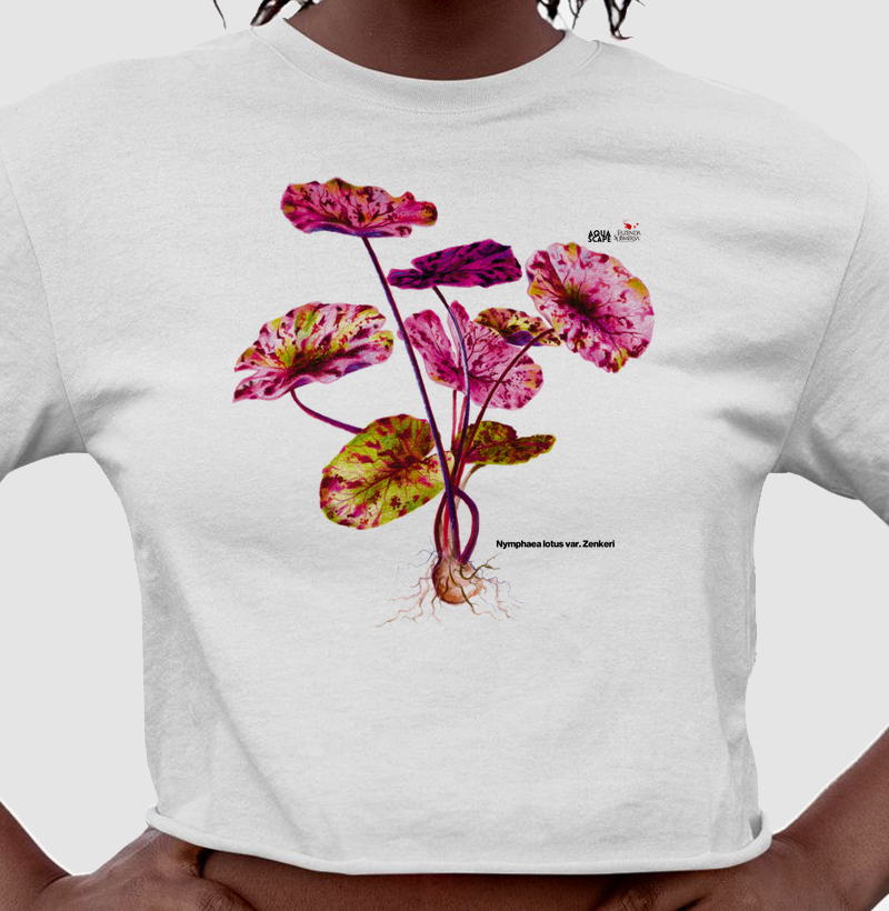 Cropped - Nymphaea lotus var. Zenkeri - Especial Outubro Rosa - @FAZENDASUBMERSA