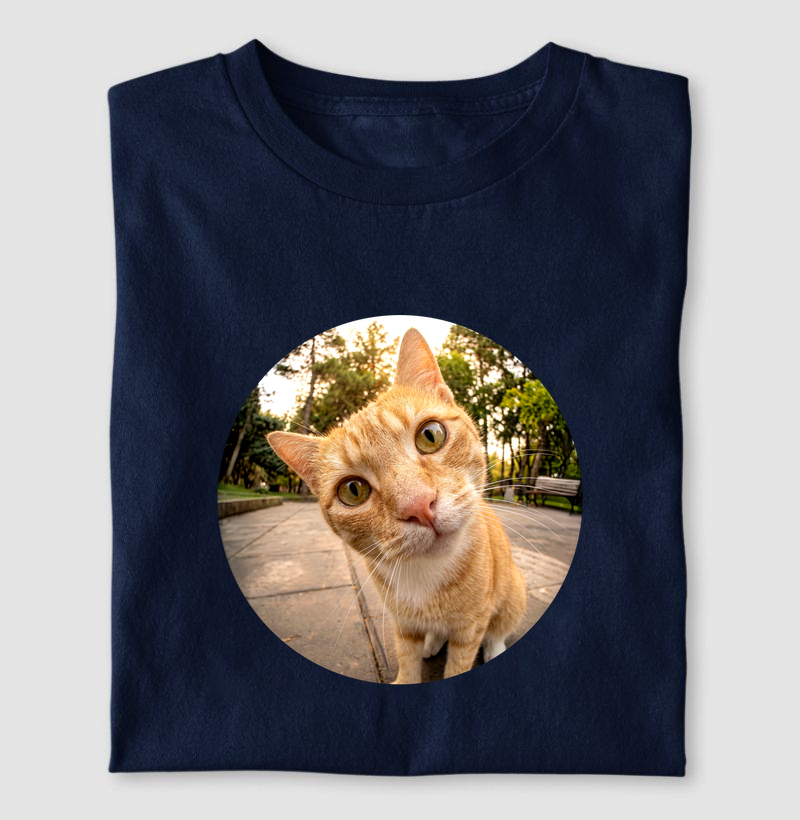 Gato Laranja de Olho em Você