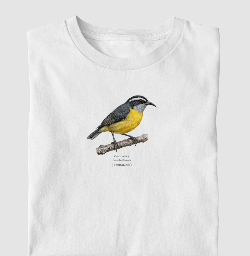 Traços Alados - Cambacica