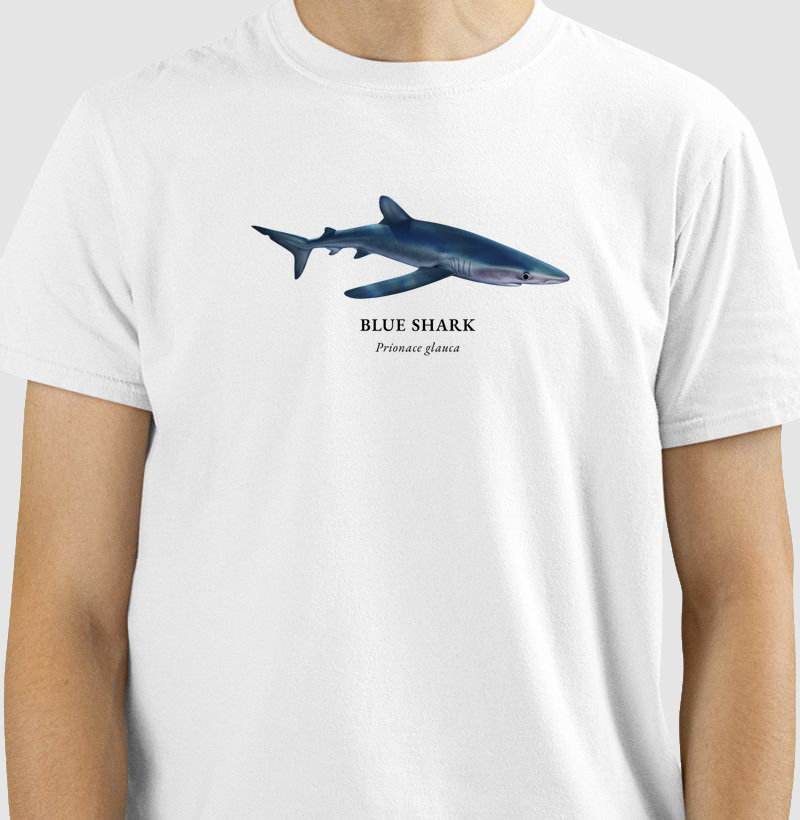 Blue Shark