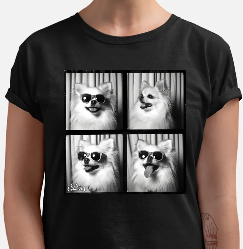 Lulu da Pomerânia Ensaio Fotográfico 