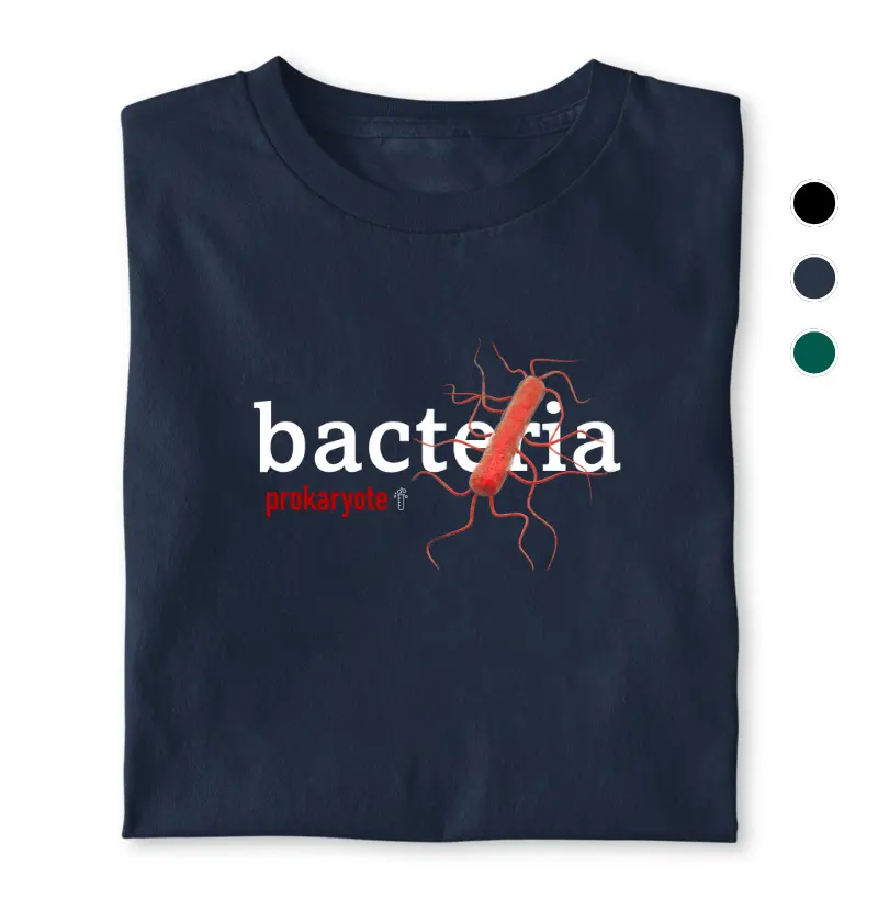 Bacteria