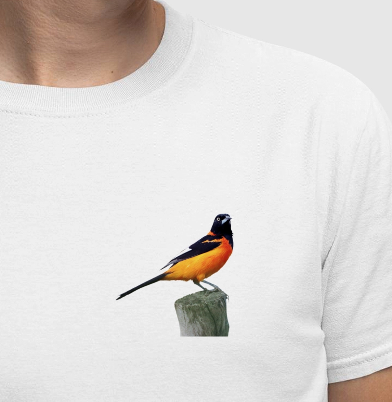 Corrupião do Nordeste