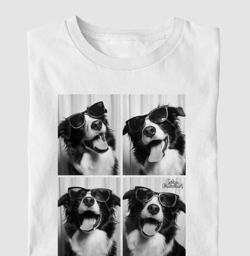 Border Collie Ensaio Fotográfico 