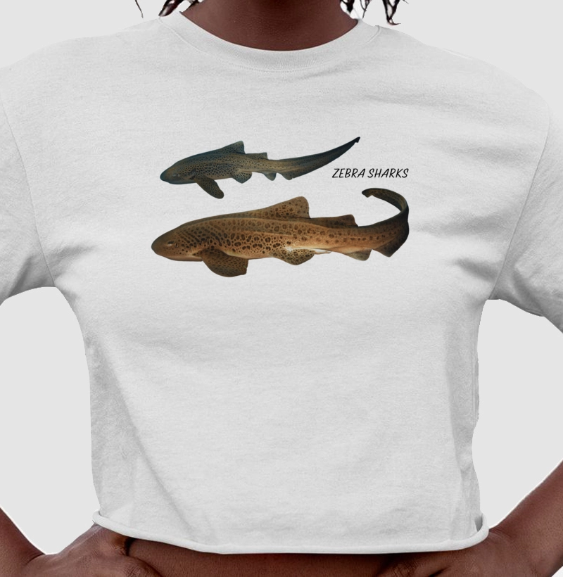 Zebra Sharks