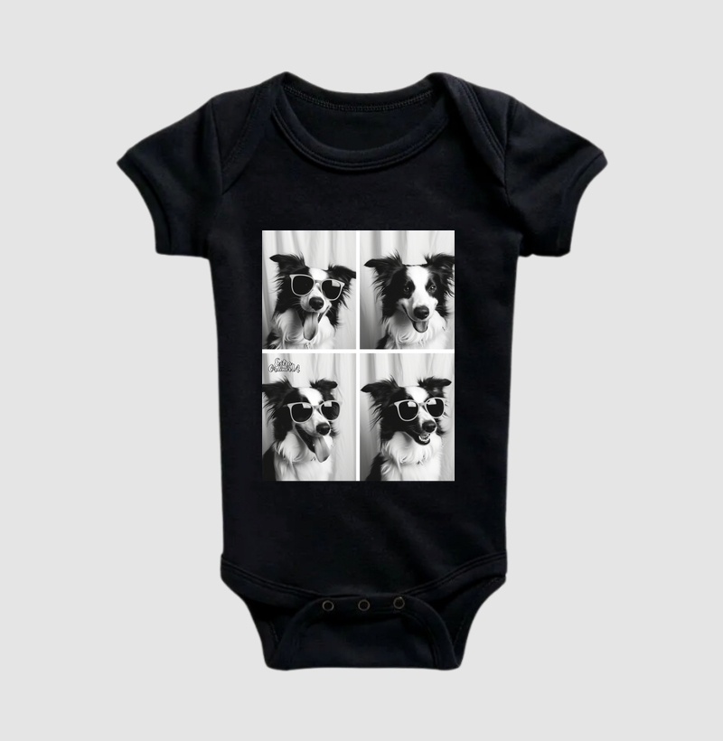 Border Collie Ensaio Fotográfico 