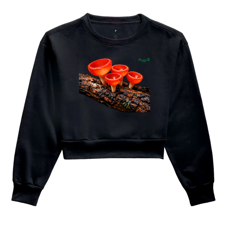 Cogumelos‑taça vermelho