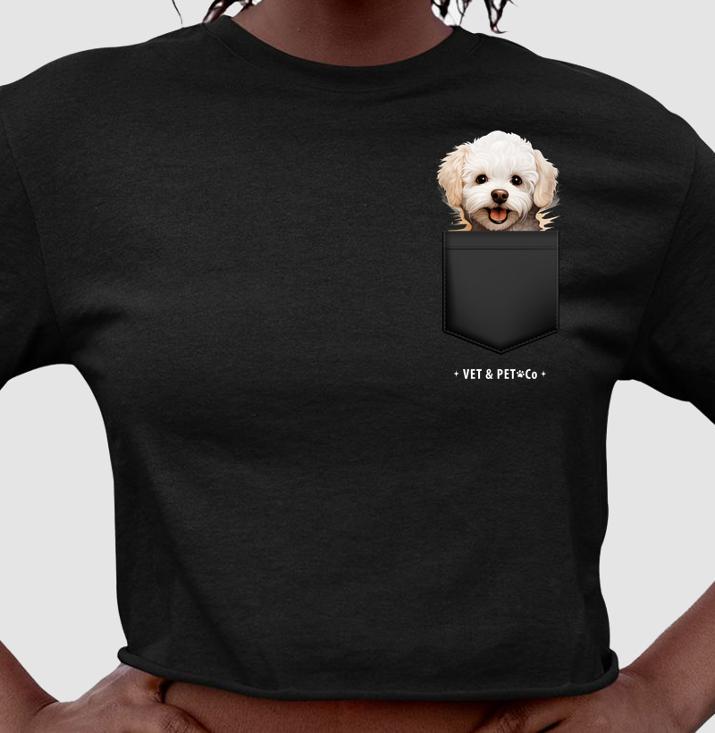 Cachorro de bolso (Bichon Frisé)