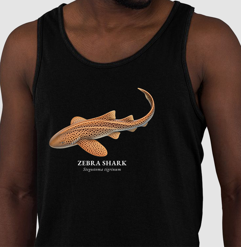 Zebra Shark - Regata