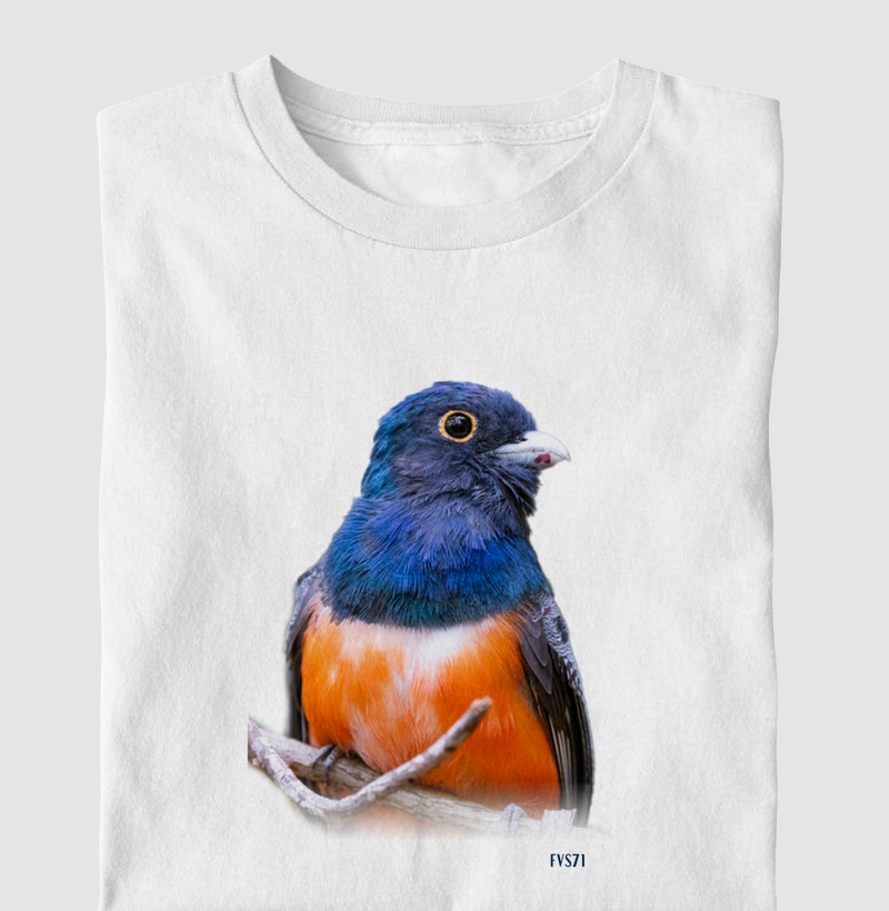 Surucuá-de-barriga-vermelha