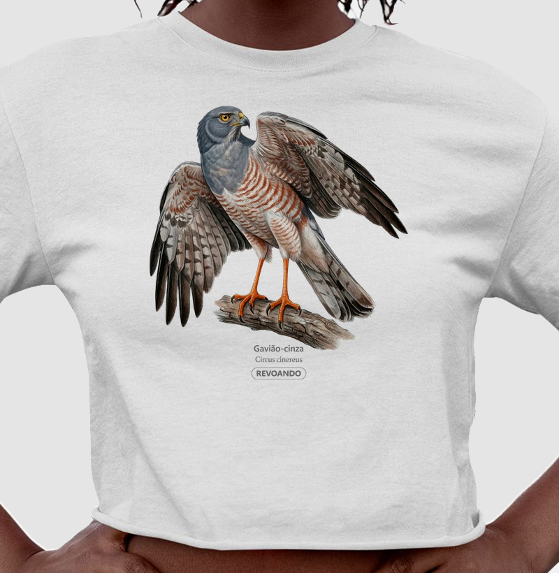 Traços Alados - Gavião-cinza - Cropped