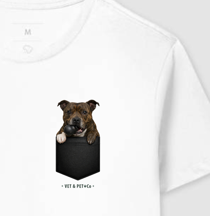 Cachorro de bolso com Kong (Staff Bull Terrier)