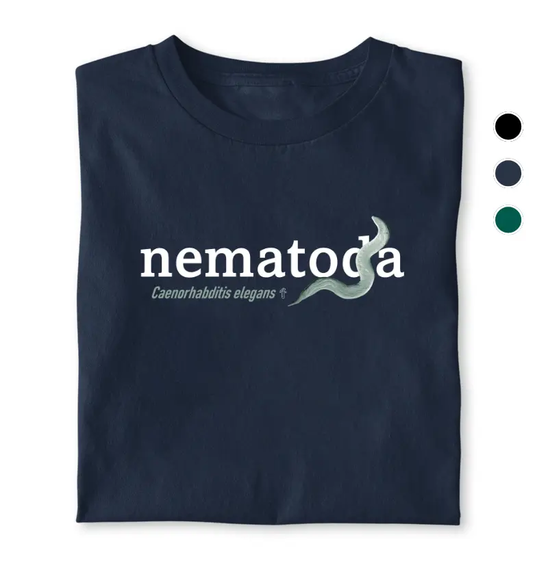 Nematoda - C. elegans