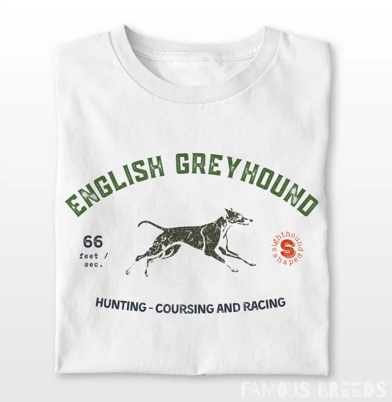 English Greyhound