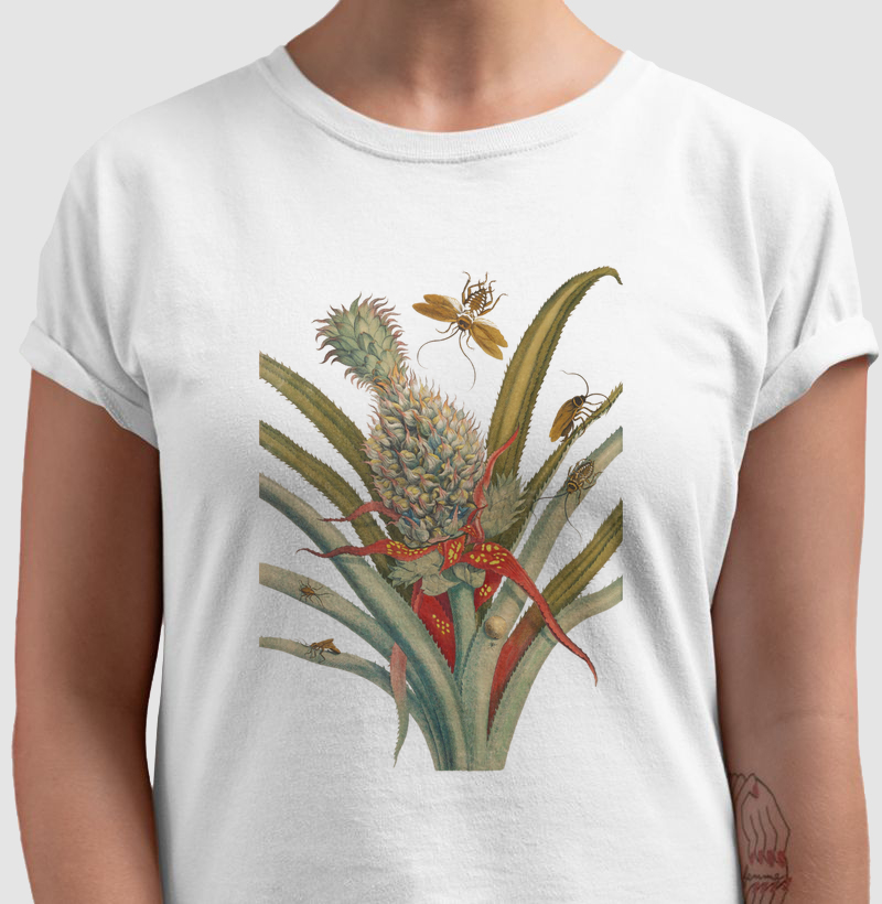 Metamorfose de Merian (1705)