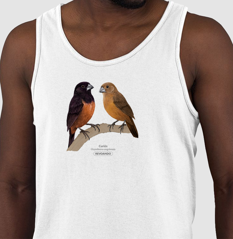 Aves do Brasil - Casal de Curiós - Regata