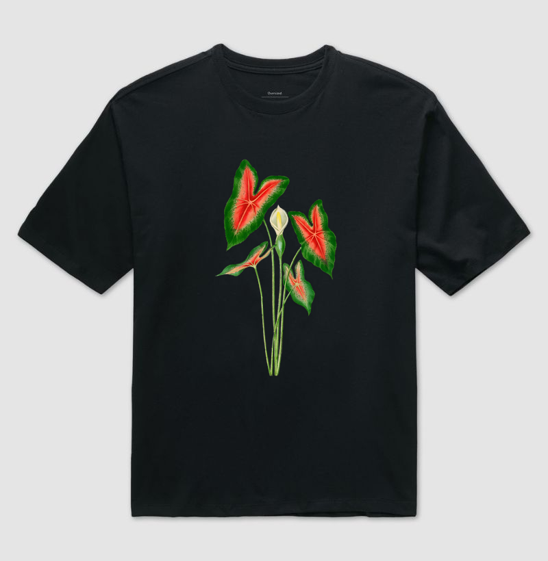 Caladium