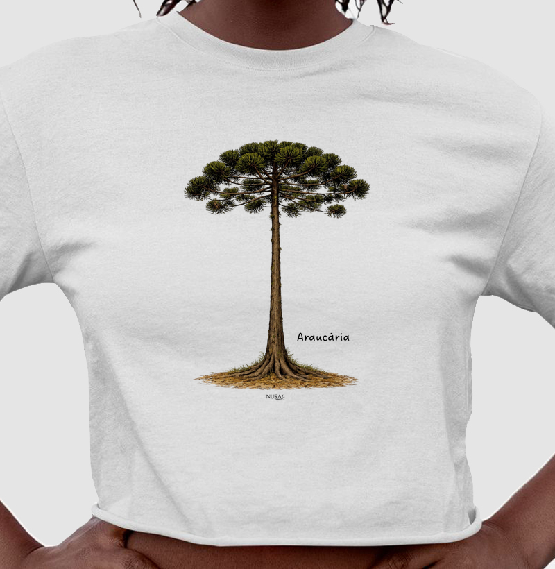 Araucária