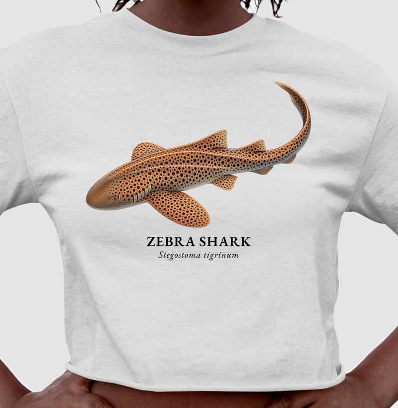 Zebra Shark