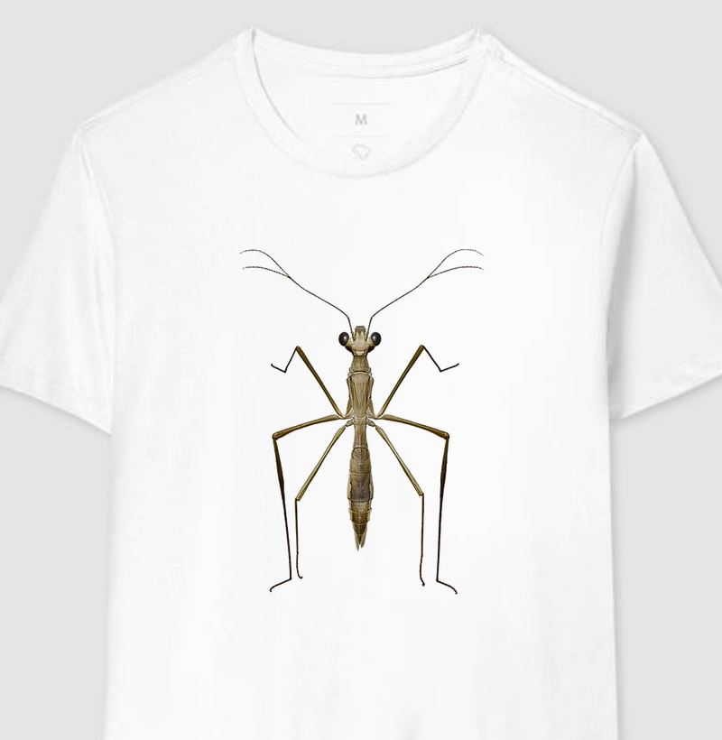 Louva-a-deus / Atenção plena